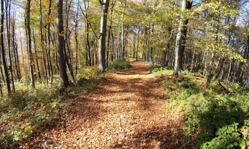 Flora i fauna Rudnika obiluju raznovrsnim i endemskim vrstama